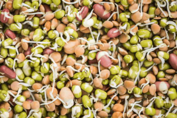 types of sprouts, mung sprouts, vegetable seeds sprouts